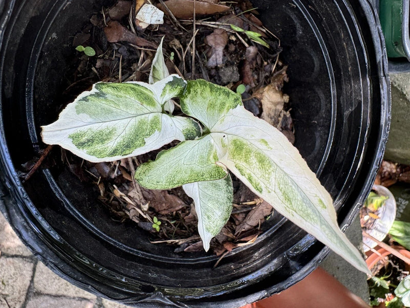 Variegated orchid plant with green-white leaves in black pot