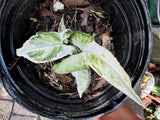 Syngoneum Albo Plant Orchids