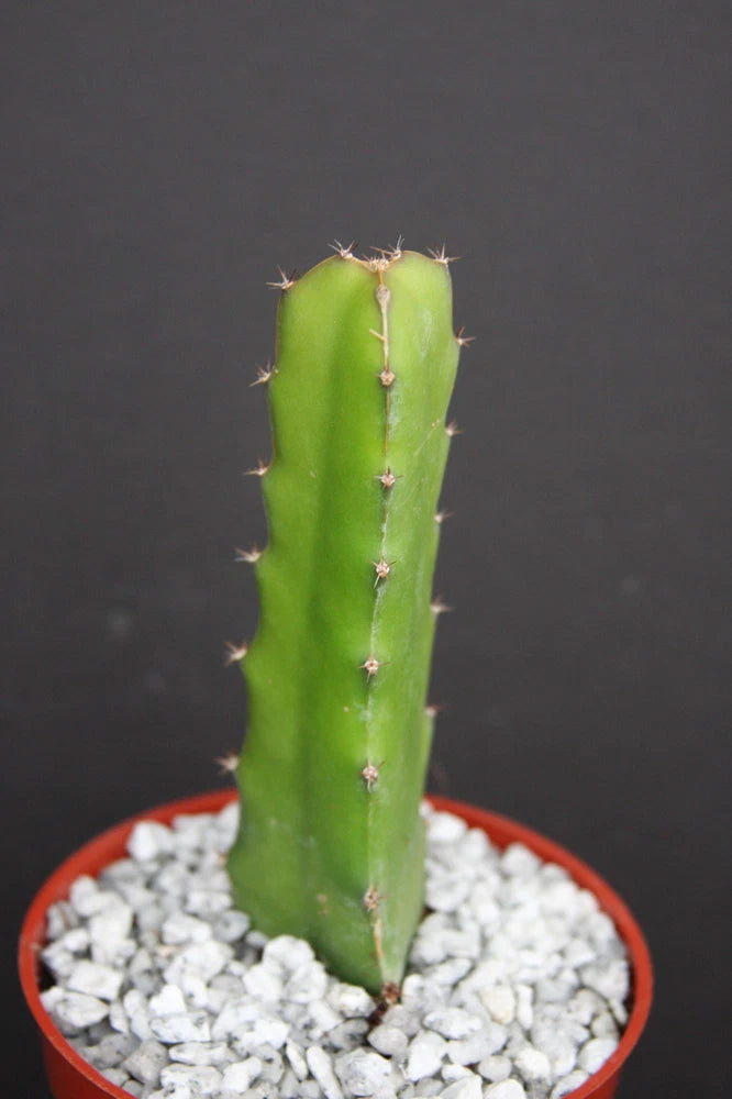 Potted green dragon fruit cactus with small spines and vertical stem in gravel