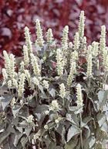 50+ White Agastache Hyssop / Perennial Flower Seeds Garden Plants