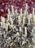50+ White Agastache Hyssop / Perennial Flower Seeds Garden Plants