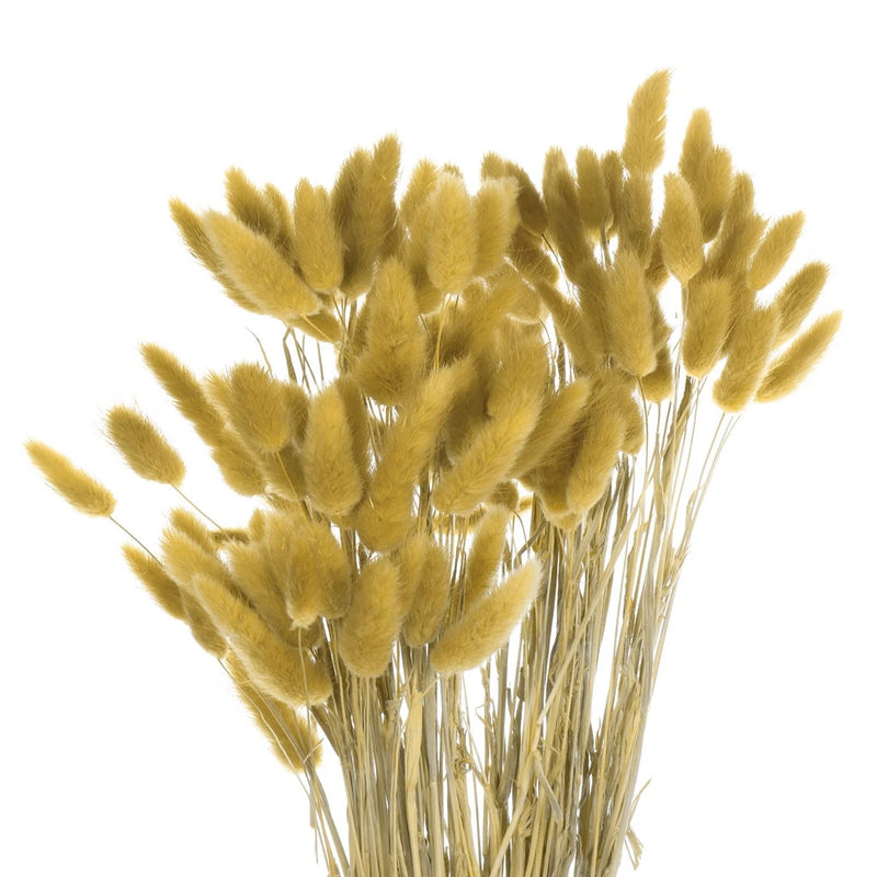 120pcs Natural Bunny Tails Dried Flowers 24" Mini Pampas Grass, Ginger Yellow Pampas Grass