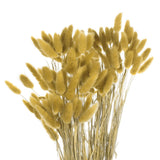 120pcs Natural Bunny Tails Dried Flowers 24" Mini Pampas Grass, Ginger Yellow Pampas Grass