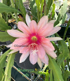 HONEYCOMB Epiphyllum Orchid Cactus Succulents Orchids