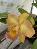(389-2) Rlc.Curtis Oda Volcano Queen     young plant Orchids