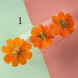 12PCS Real Pressed Dried daisy Flower, Natural Orange Flower Head FSS91-1 Orange Dried Flower