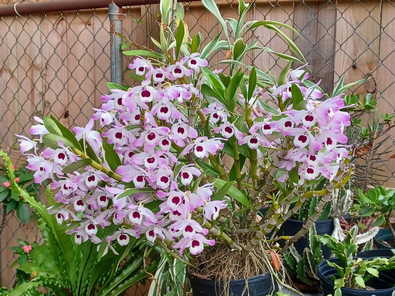Dendrobium nobile orchid keikis with purple-and-white blooms and green leaves in pot