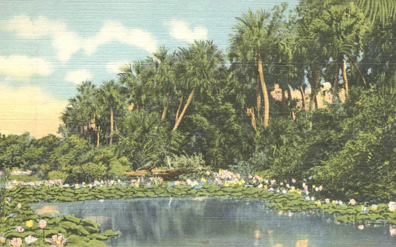 Water Lilies in Bloom in the Sunny South 1935 Postcards Lily
