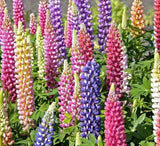 RUSSELL LUPINE FLOWER SEEDS 50+ mixed colors PERENNIAL garden Free Shipping Garden Plants