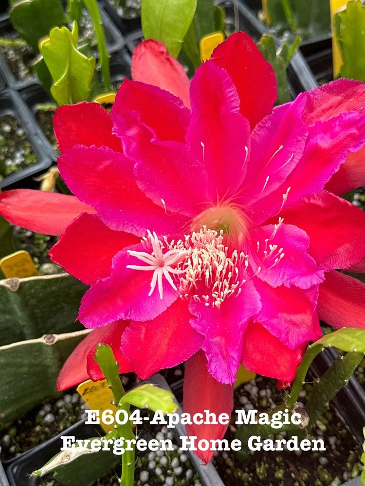 Red-pink orchid cactus flower with green succulent pads in starter pot