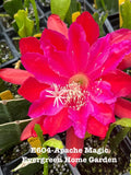 Rooted Epiphyllum Orchid Cactus ÒApache MagicÓ Growing In 4Ó Starter pot. Orchids