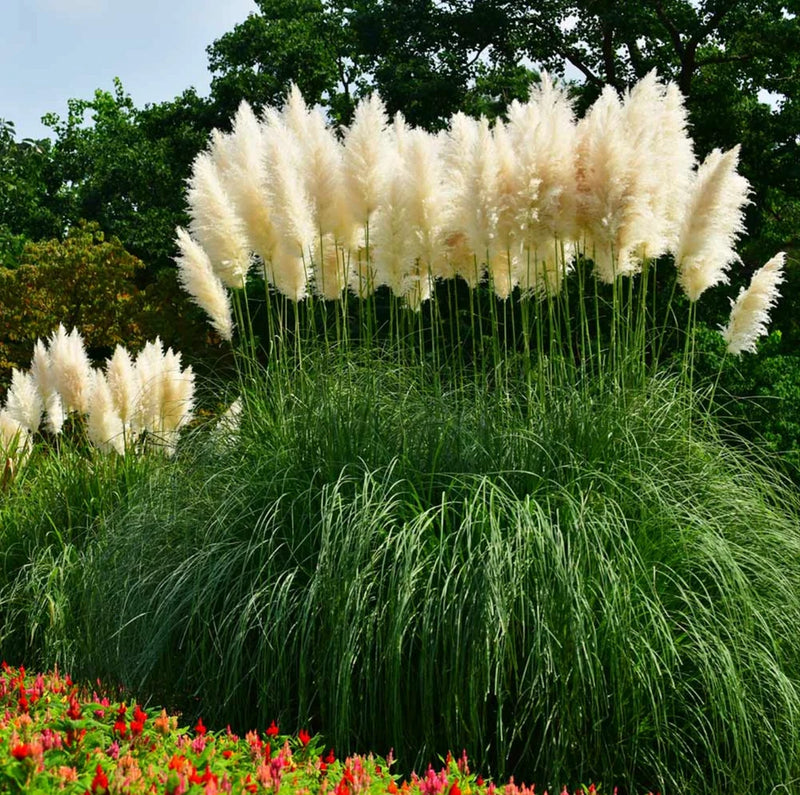 White Pampas Grass  - Cortaderia Selloana -Shrub Hedges Landscape - 3 GALLON Pampas Grass