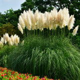 White Pampas Grass  - Cortaderia Selloana -Shrub Hedges Landscape - 3 GALLON Pampas Grass
