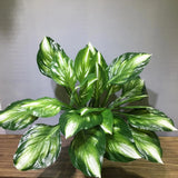 2Pcs Artificial Halcyon Hosta Perennial Plants 19" Large Faux Cordyline Shade... Green Plant