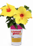 HAWAIIAN PUNCH 709mL (1 Qt.) Hawaiian Punch Hibiscus Shrub Orchids
