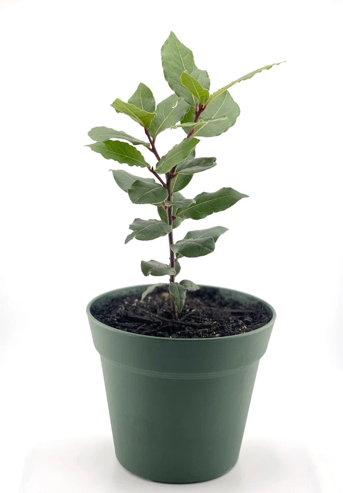 Organic Bay Laurel Tree, Mediterranean, Bay Leaves, Inside/Outside Evergreen Flowering Plants