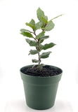 Organic Bay Laurel Tree, Mediterranean, Bay Leaves, Inside/Outside Evergreen Flowering Plants