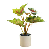 Indoor Bonsai Indoor Settings Versatile Decoration Elegant Home Accent Green Plant