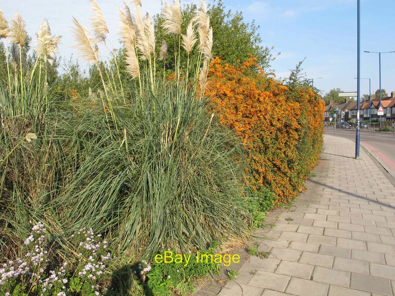 Photo 6x4 Cotoneaster and pampas grass at Gypsy Corner The belt of vegeta c2015 Pampas Grass