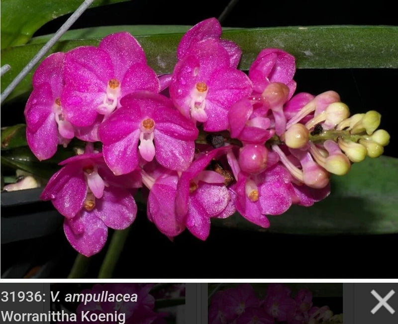 Miniature Vanda orchid with bright pink-purple clustered flowers and buds