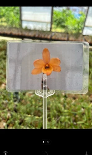 Orange orchid flower in clear display holder on a stand
