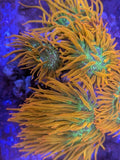 RARE WWC Hawaiian Punch Ultra Rainbow Bubble Tip Anemone BTA Live Coral Nem High Anemone