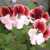 25+ Gardener's Joy Geranium Seeds for Garden Planting - USA - FREE SHIPPING! Garden Plants