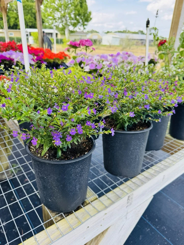 Set of potted purple flowering plants in dark plastic containers