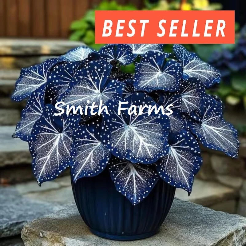 15+ Seeds Blue Butterfly Coleus Fast Growing Perennial Garden Landscape Planting Garden Plants
