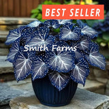 15+ Seeds Blue Butterfly Coleus Fast Growing Perennial Garden Landscape Planting Garden Plants