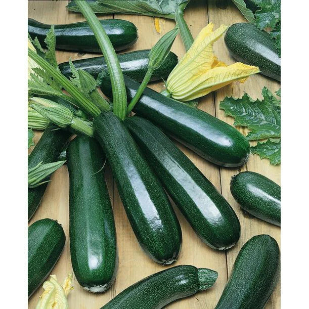 65+ BLACK BEAUTY SUMMER SQUASH SEEDS FRESH FOR GARDENS Garden Plants