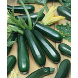 65+ BLACK BEAUTY SUMMER SQUASH SEEDS FRESH FOR GARDENS Garden Plants