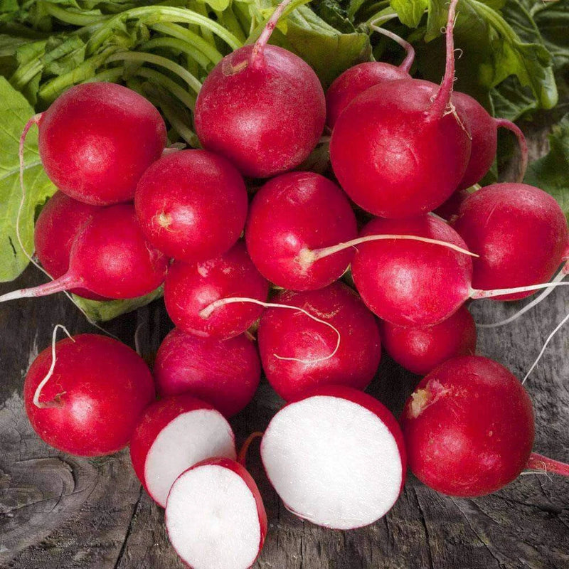 700+ CHAMPION RADISH SEEDS. NON - GMO.Ê FRESH FOR GARDENS Garden Plants