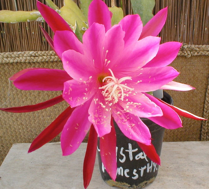 Orchid cactus in pot with large bright pink star-shaped flower