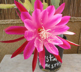 Epiphyllum, Orchid Cactus, " CRYSTAL AMETHYST ", Don's Quart pots APRIL/1 Orchids
