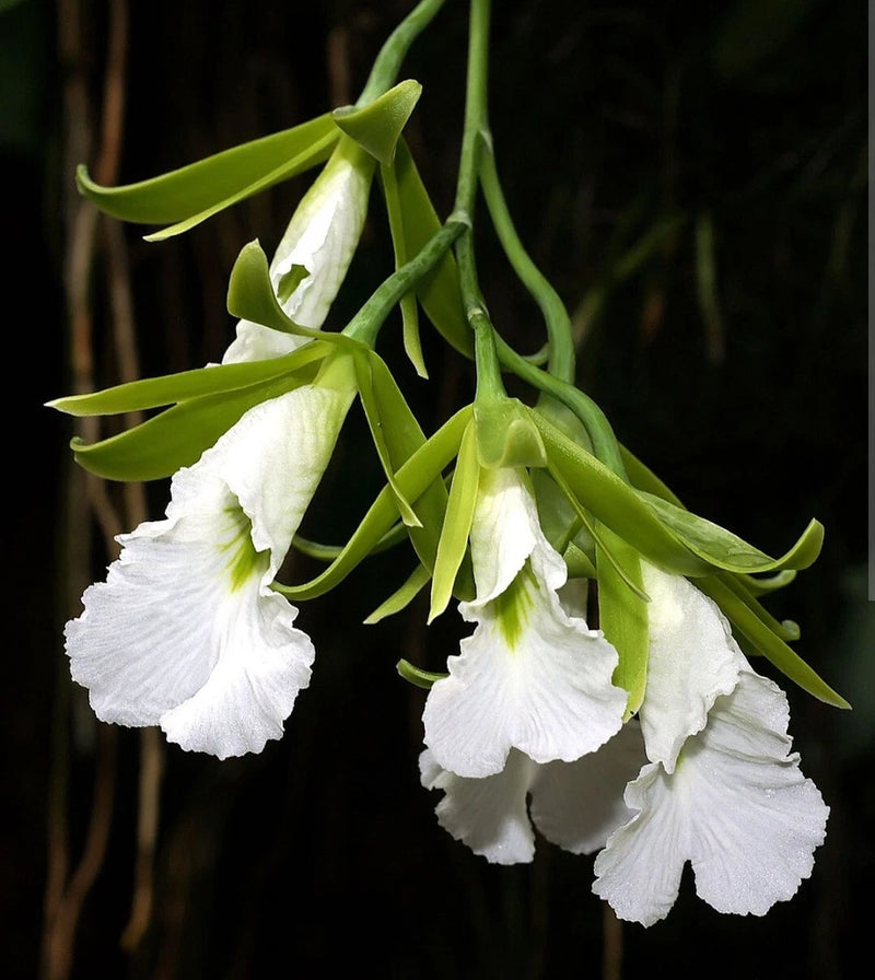 White blooming orchid with green stems and drooping petals