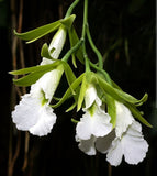 Prosthechea (Psh) mariae blooming size rare orchid species Orchids