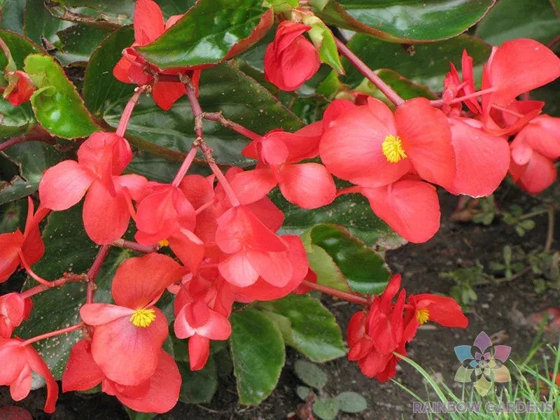 25+ Dragon Wing Begonia Seeds for Garden Planting - USA - FREE SHIPPING! Garden Plants