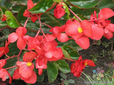 25+ Dragon Wing Begonia Seeds for Garden Planting - USA - FREE SHIPPING! Garden Plants