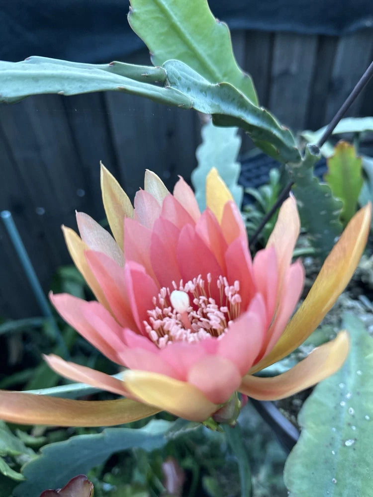 Pink epiphyllum orchid flower bud with yellow outer petals on a cutting