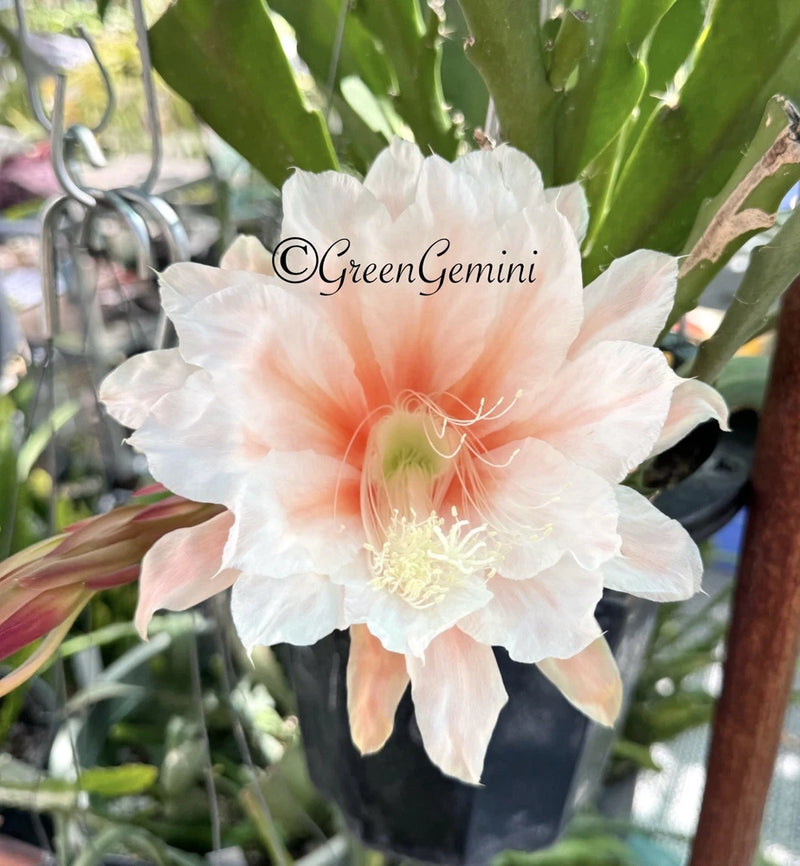 MILLION DOLLAR Epiphyllum Orchid Cactus Succulents Orchids