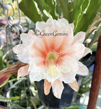 MILLION DOLLAR Epiphyllum Orchid Cactus Succulents Orchids