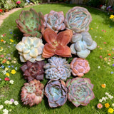 Live succulents 12 pcs Mix assorted succulents, bare root soilless pots Green Plant
