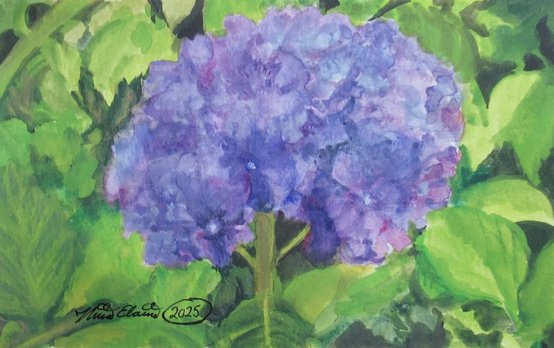 Hydrangea painting, Original watercolor art, Fine Art, Floral, Flowers, Garden Hydrangea