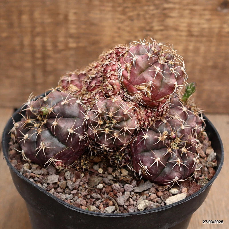 Potted Gymnocalycium cactus with maroon rounded stems and white spines in gritty soil