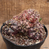 A8093 GYMNOCALYCIUM MIHANOVICHII pot14-H11-W12 cm MaMa Cactus Green Plant