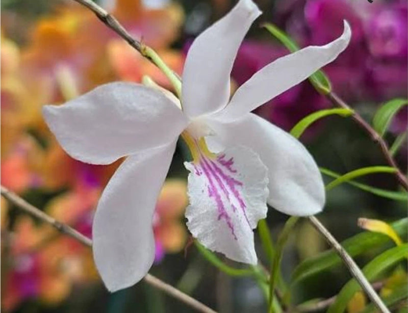 White bamboo orchid flower with purple center streak on green stems