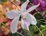 Dendrobium Papilio Tall Bamboo Orchid White Live Plant Orchids