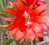 Orange Epiphyllum Orchid Cactus Cutting 12"-14" Orchids