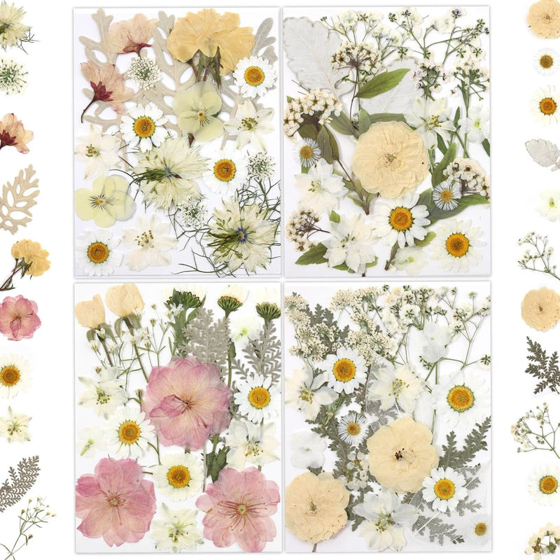 Mixed set of pressed dried flowers in cream, white, yellow, and pink for crafts